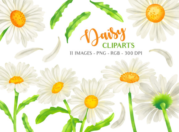 Download Daisy Flower Clipart Illustrations - Illustration Collection